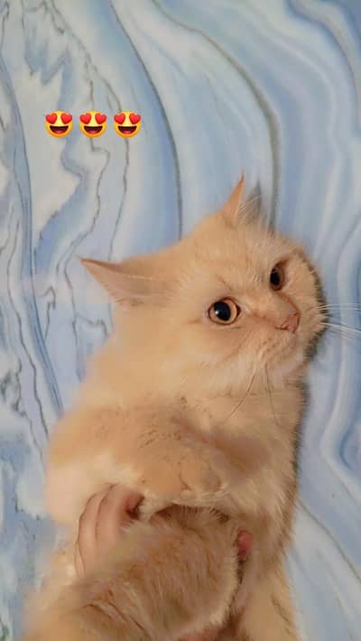 pure Persian. breader