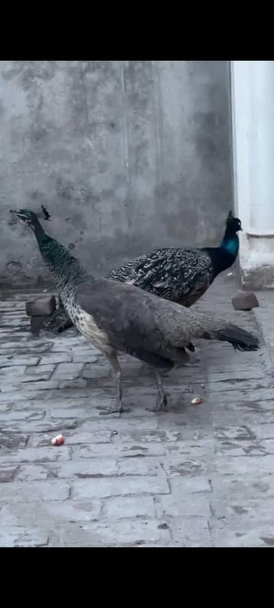 pecocks