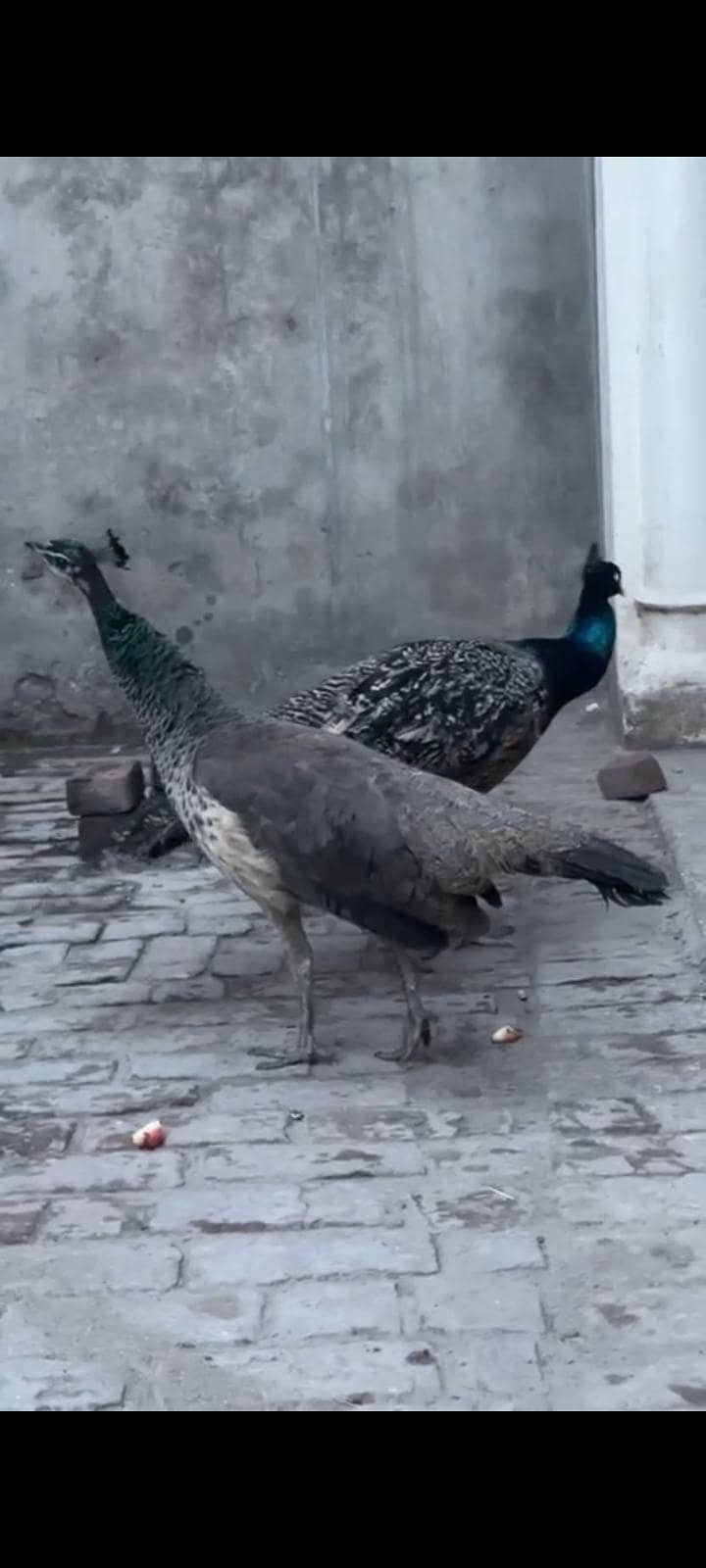 pecocks 0