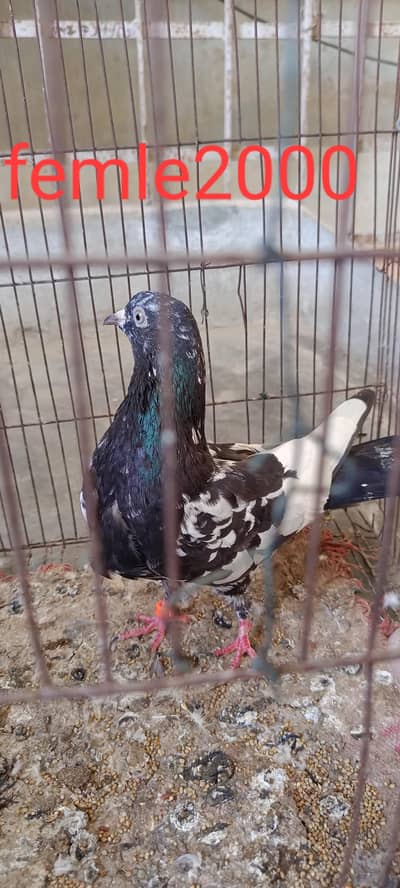 perwazi nasal pigeon for sel.