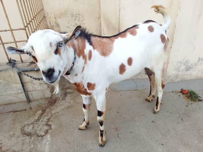 بکرا ایک عدد