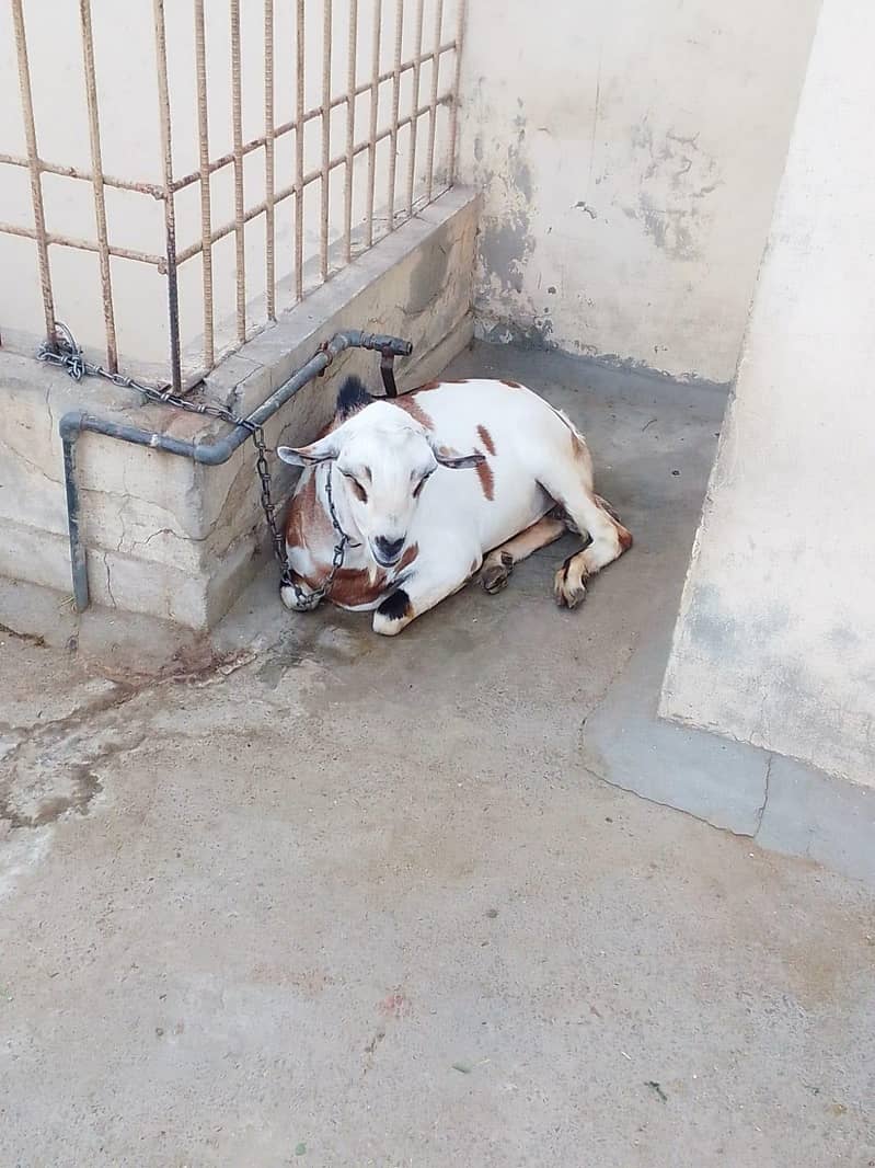 بکرا ایک عدد 2