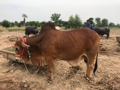 QURBANI BULLS PAIR FOR SALE IN SARGODHA