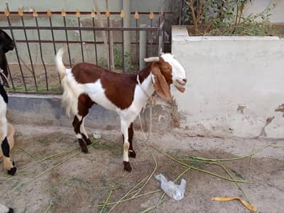 Bakra for sale