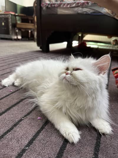 white Persian cat, white, fluffy, semi punch face, long coat