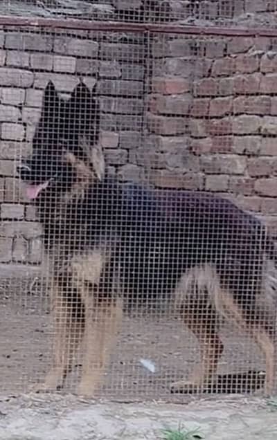 Breader female for sale