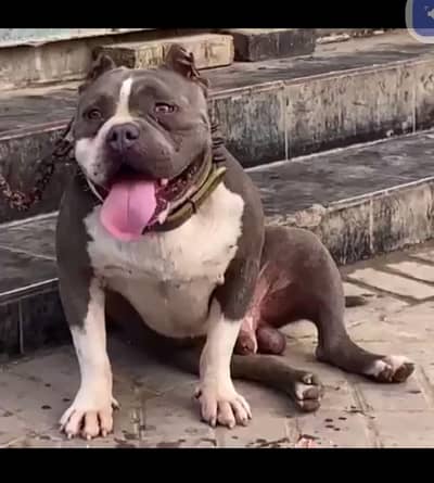 female home dog