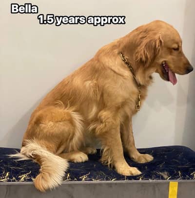 female home dog
