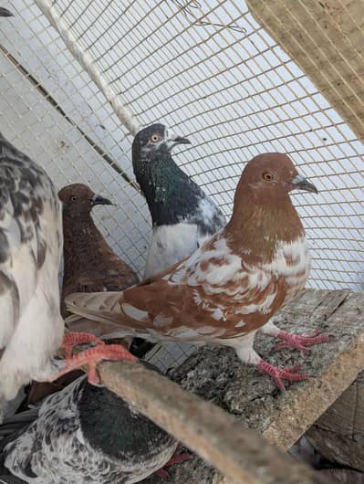 High flyer pigeons
