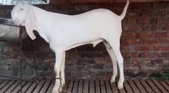Qurbani ke liye Bakra for sale ,03288110750