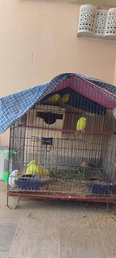 albino lutino pair plus chicks