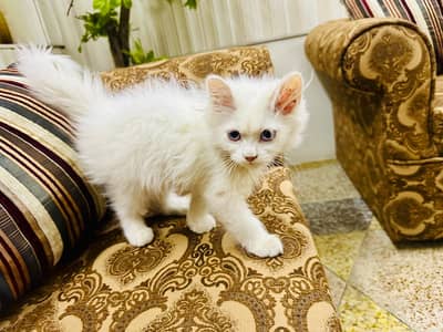 person cat