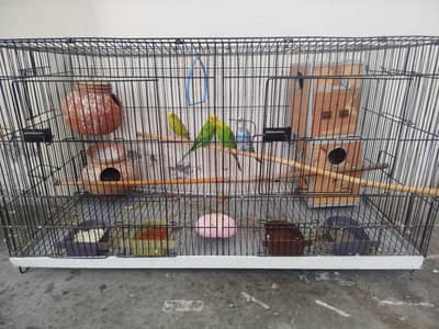 Parrot