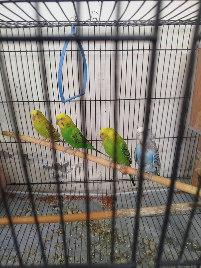 Parrot 1