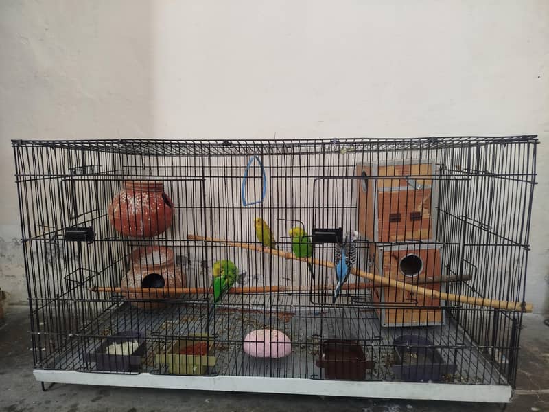 Parrot 2