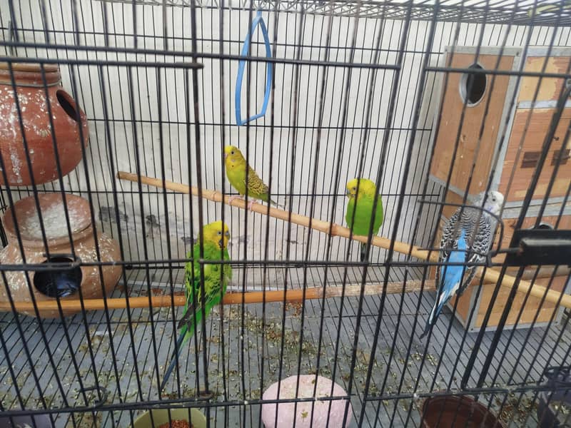 Parrot 3