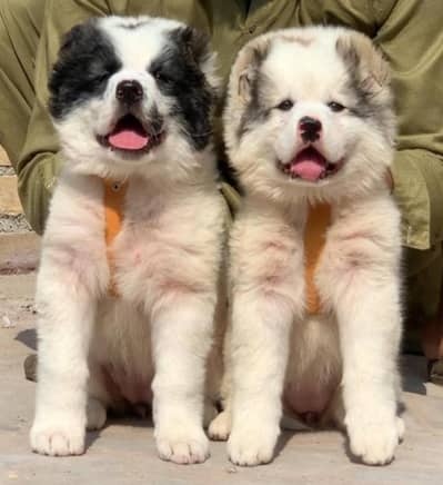 Afghan cochi dog pair male and female age 2month available