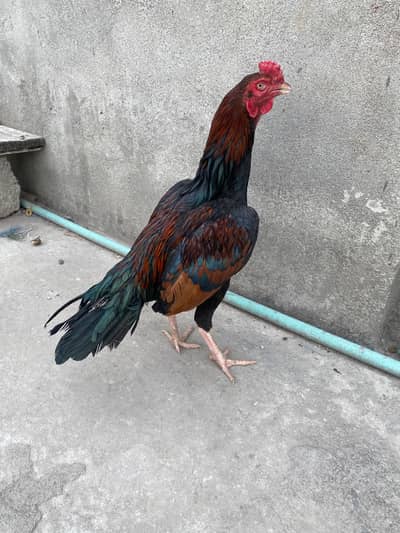 2 lakhay aseel pathay available
