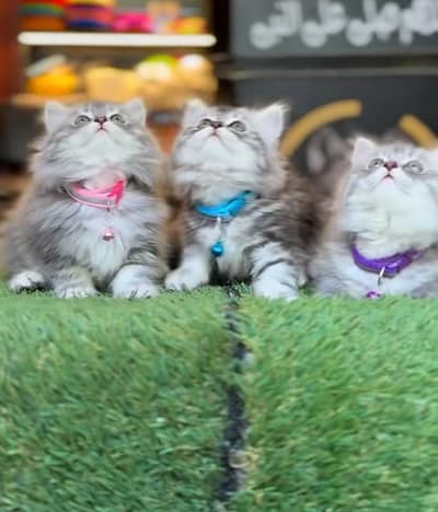 Persian Cat Billi Persian Kitten 3 kot Cat baby  0з48/O29/O146 ωtsp