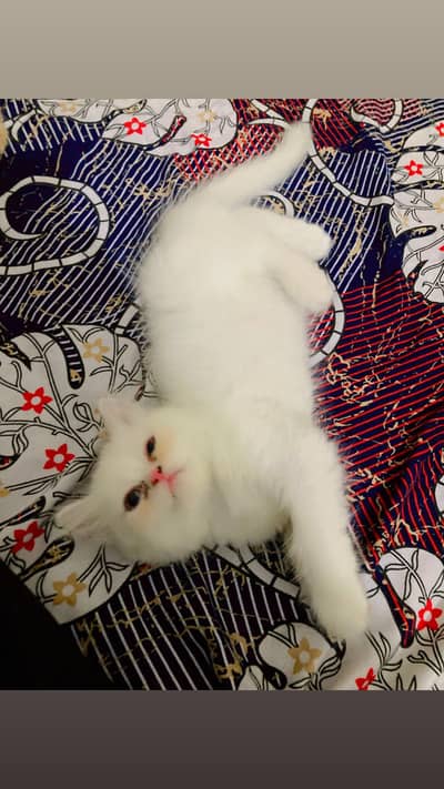 Persian kitten | Triple coated | Semi punch