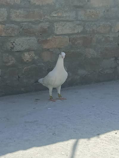 Pigeon