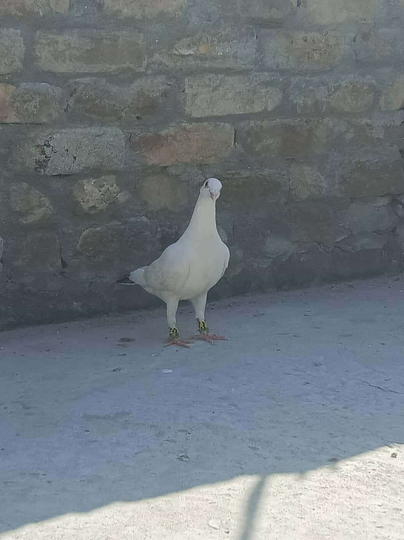 Pigeon 0