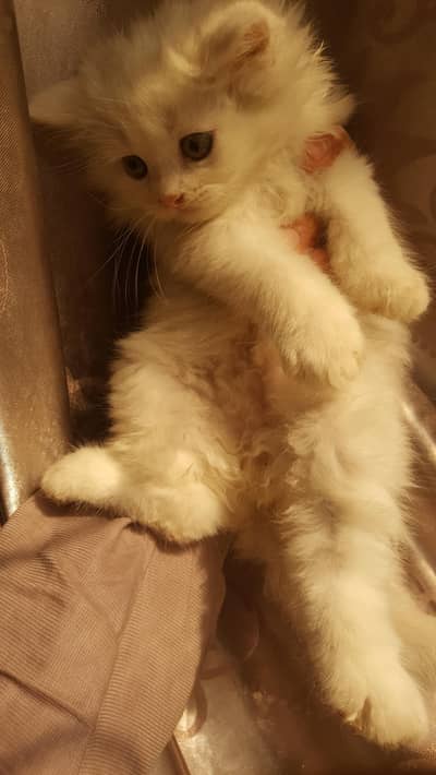 persion male kitten
