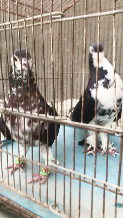 guliyar sherazi black kabra  lalband maqsi mokhiya khera