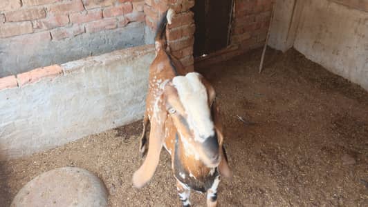 For qurbani