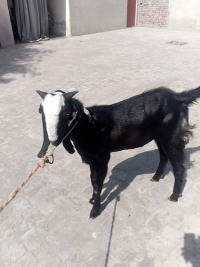 goat for sale | Bakra for sale | male goat for sale on bakra eid