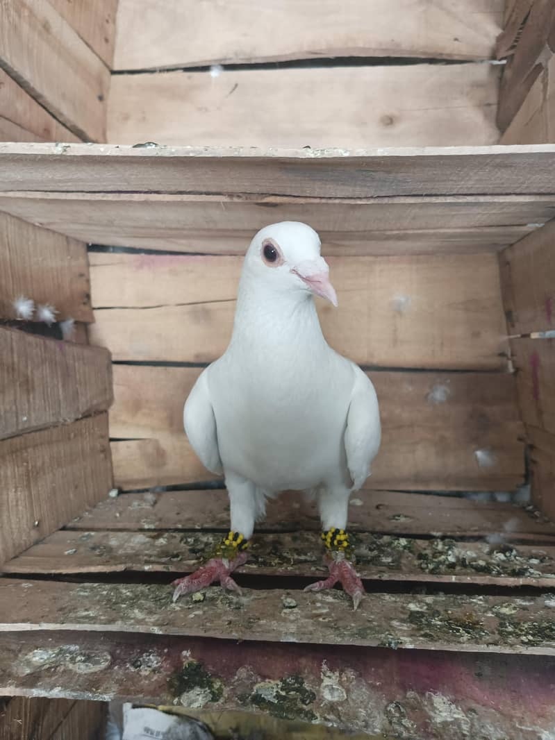 Pigeon 1