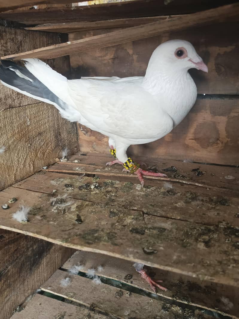 Pigeon 2
