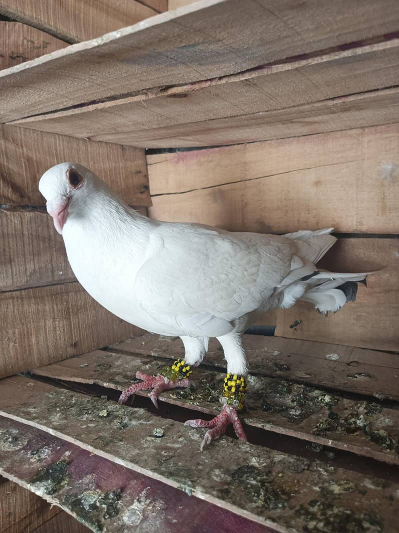 Pigeon 3