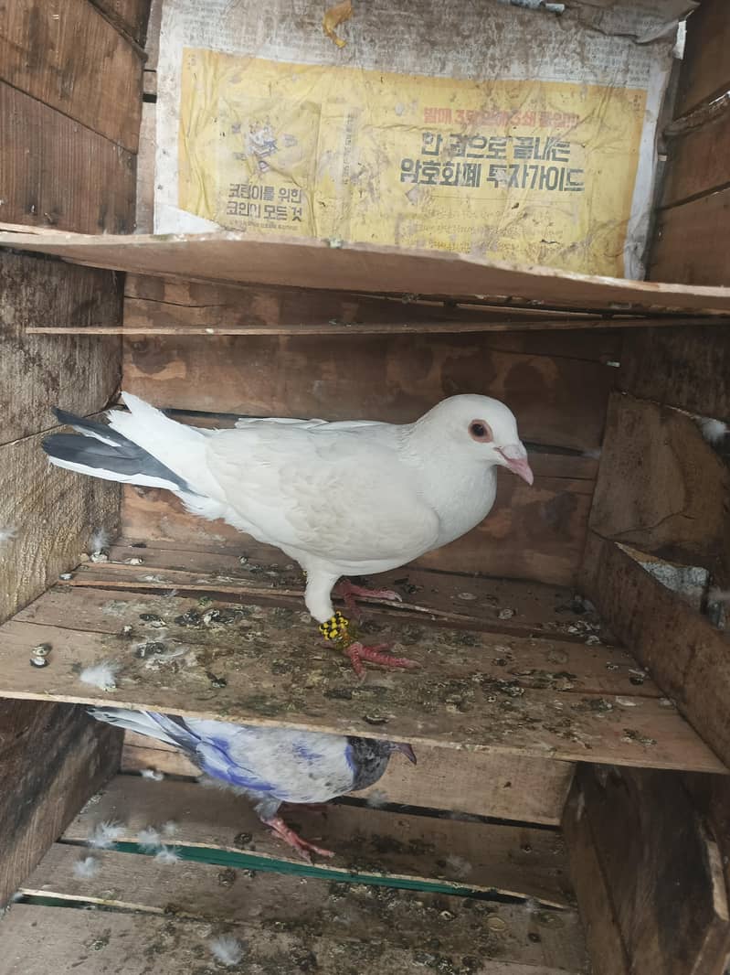 Pigeon 4