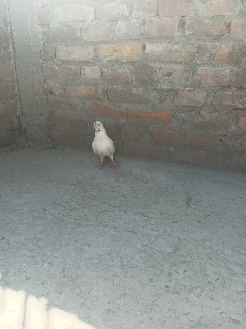 Pigeon 5