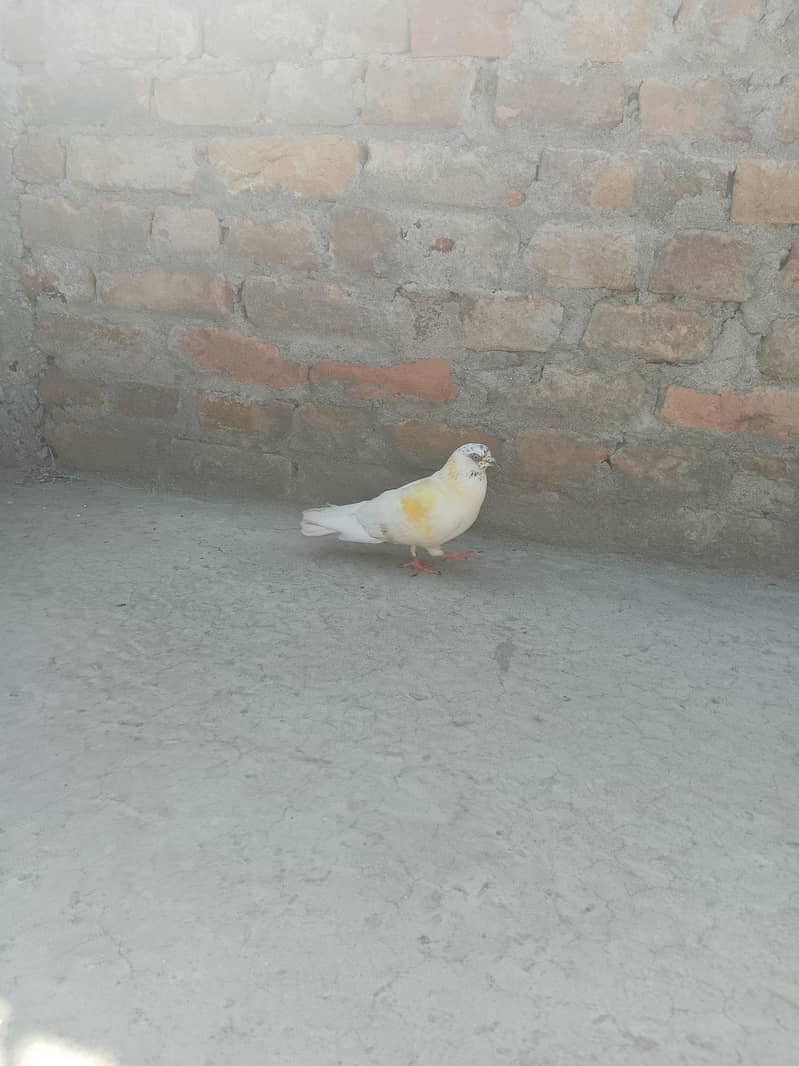 Pigeon 6
