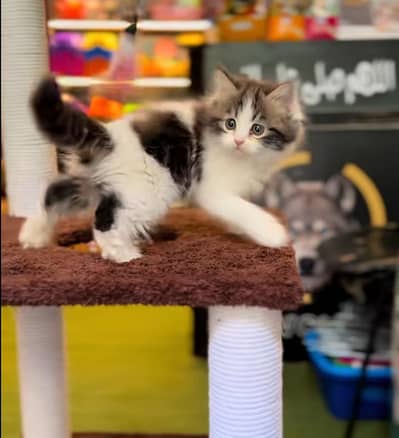 Persian Cat Billi Persian Kitten 3 kot Cat baby  0з48/O29/O146 ωtsp