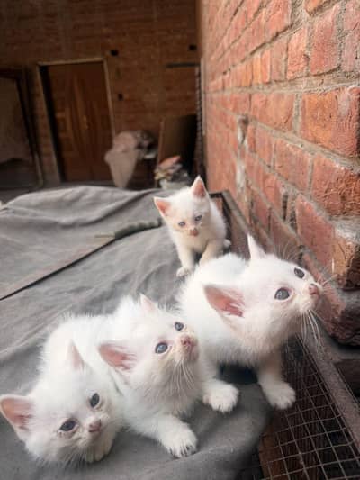 White Persian Kittens Healthy and Active (final)
