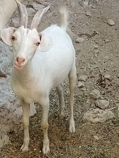Teddy goat