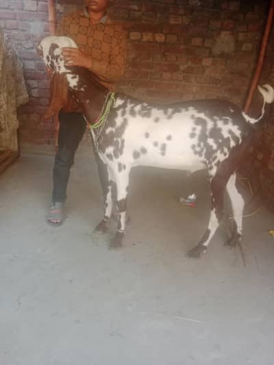 Mahki Cheena BAkra 2 Daant may . . . white Rajanpuri Kheera Bacha hai
