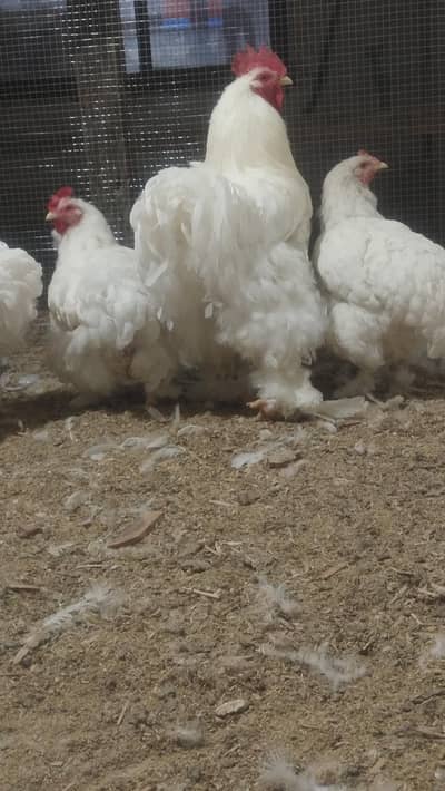 Cochin /Breeder set /Hens for sale