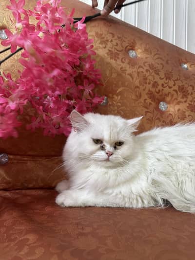 2 Persian white fluffy playful cat