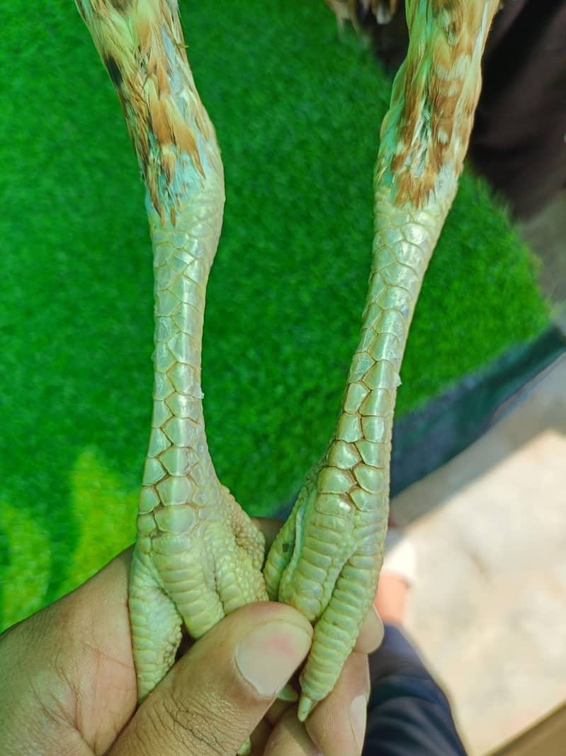 Dragon  4