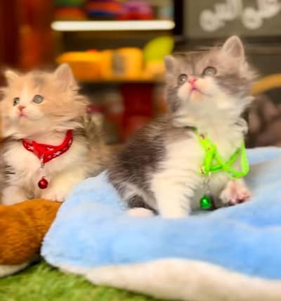 Persian Cat Billi Persian Kitten 3 kot Cat baby  0з48/O29/O146 ωtsp