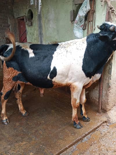qurhani Wacha for sale