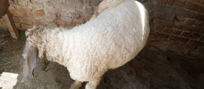 Sheep for sale urgent