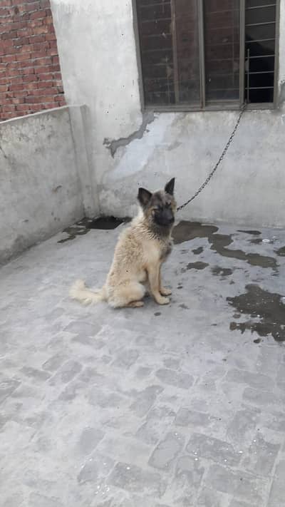 cross breed belgium and German male freindly dog