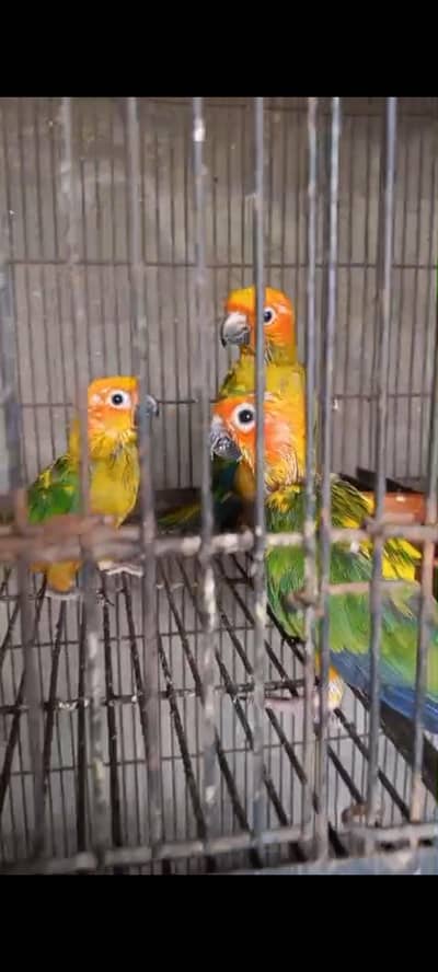 sun conure chicks