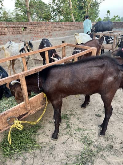 Qurbani 2026