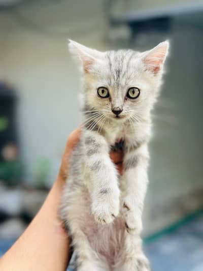 persian cat